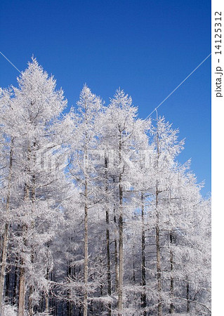 雪晴れの長野県白樺高原 鷹山の美しく雪化粧した針葉樹林の写真素材