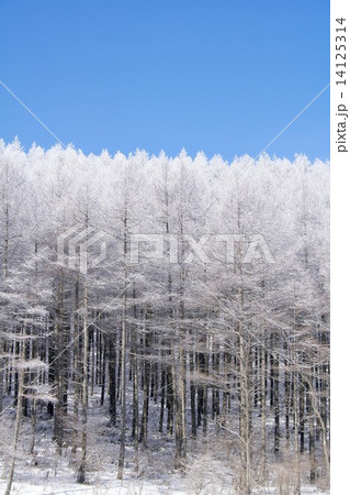雪晴れの長野県白樺高原、雪化粧した鷹山の美しい針葉樹林 雪晴れの長野県白樺高原、雪化粧した鷹山の美しい針葉樹林 14125314