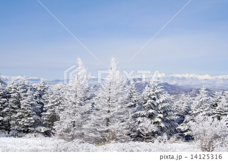 雪晴れの長野県白樺湖周辺、鷹山から遠く望む北アルプスの絶景 14125316