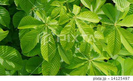 トチノキの葉 14125497