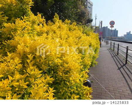 オウゴンマサキ オウゴンマサキ 14125833