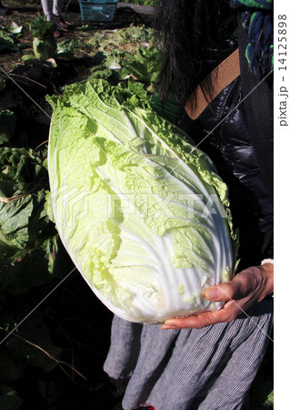 白菜の収穫 14125898