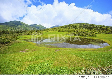 八甲田山　田茂萢湿原のチングルマ 14126027