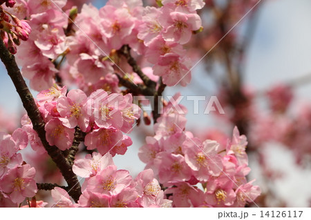 松田の河津桜 14126117