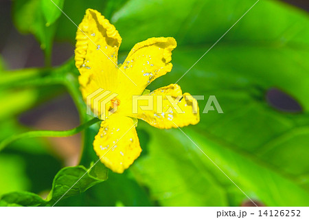 ゴーヤ ニガウリ の花 ウリ科 熱帯アジアの写真素材