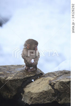 雪を手に持つ日本猿の赤ちゃん 14126292