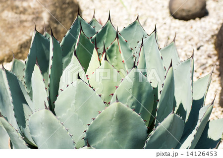 アガベ、吉祥天、クサスギカズラ科、メキシコ 14126453