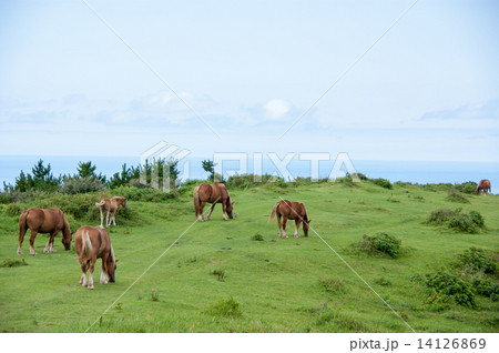 隠岐 島前 14126869