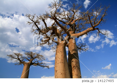 双子のバオバブ 双子のバオバブ 14127405