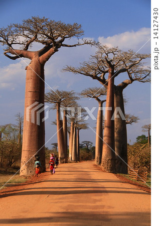 バオバブ並木 14127430