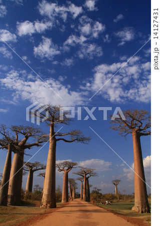 バオバブ並木 バオバブ並木 14127431