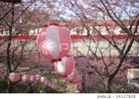 河津桜と京急 14127828