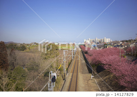 河津桜と京急の線路 14127829