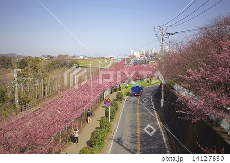 河津桜と京急の線路 14127830