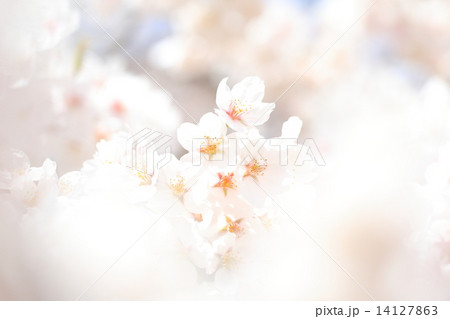 桜 14127863