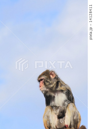 年賀状素材（申年） 14128411