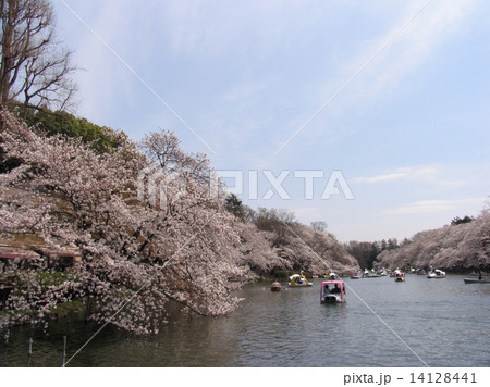 東京都　井の頭公園　井の頭池　満開の桜 14128441