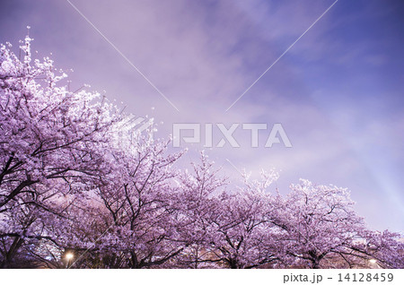 夜桜 14128459