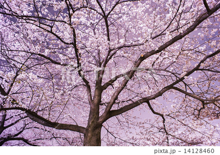 夜桜 14128460