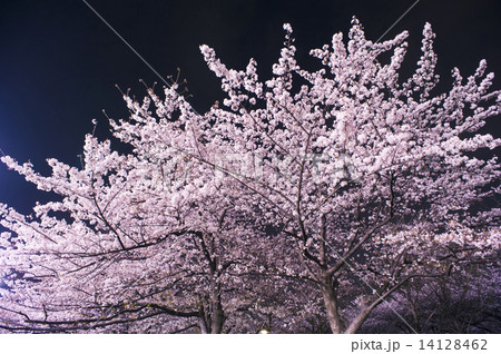 夜桜 14128462