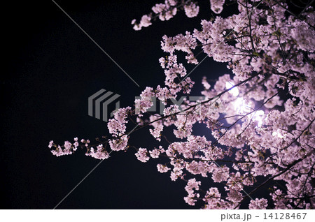 夜桜 14128467