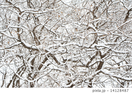 冬の森 14128487