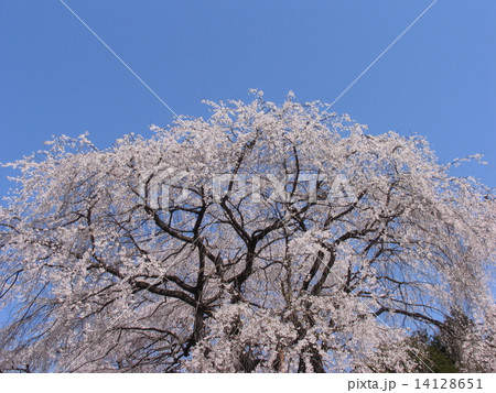 秩父市　清雲寺　しだれ桜　江戸彼岸（天然記念物） 14128651