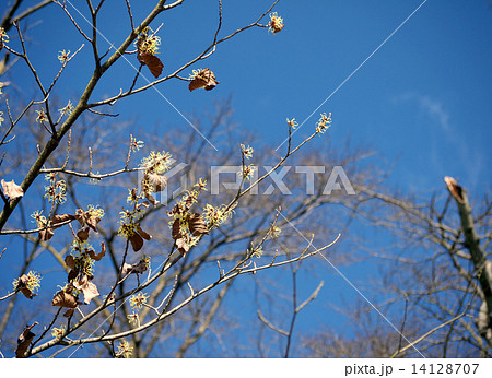 シナマンサク（パリダ） 14128707