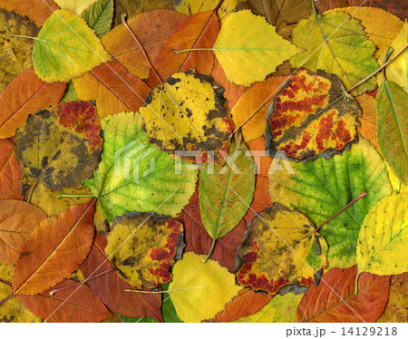 Autumn leaves background 14129218