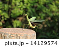 羽を広げるカマキリ 14129574