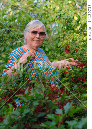 Elderly woman in bushes of a red currant 14129733