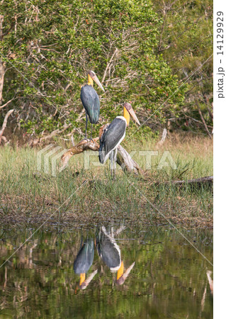 Lesser adjutant stork (Leptoptilos javanicus) Lesser adjutant stork (Leptoptilos javanicus) 14129929