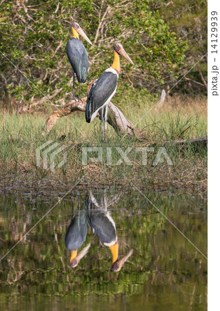Lesser adjutant stork (Leptoptilos javanicus) 14129939