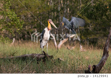 Lesser adjutant stork (Leptoptilos javanicus) Lesser adjutant stork (Leptoptilos javanicus) 14129941