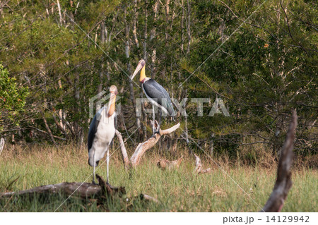Lesser adjutant stork (Leptoptilos javanicus) 14129942