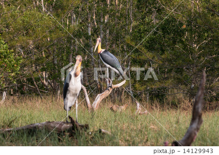 Lesser adjutant stork (Leptoptilos javanicus) Lesser adjutant stork (Leptoptilos javanicus) 14129943