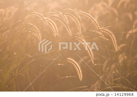 Dwarf Foxtail Grass or Pennisetum alopecuroides weed plants flow Dwarf Foxtail Grass or Pennisetum alopecuroides weed plants flow 14129968