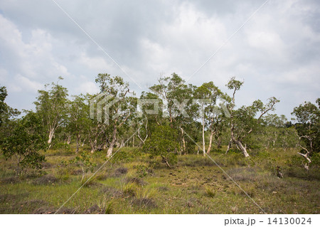 ( Paper Bark Tree) in eastern of thailand ( Paper Bark Tree) in eastern of thailand 14130024