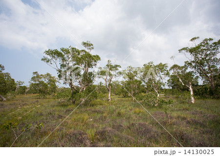 ( Paper Bark Tree) in eastern of thailand 14130025