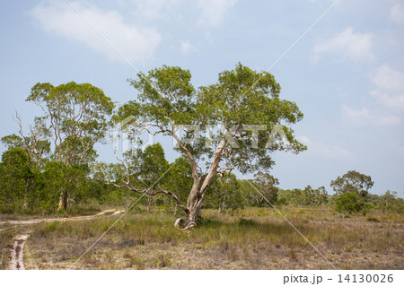 ( Paper Bark Tree) in eastern of thailand ( Paper Bark Tree) in eastern of thailand 14130026
