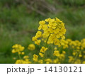 菜の花 14130121