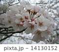 さくら 14130152