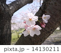 桜咲く 14130211