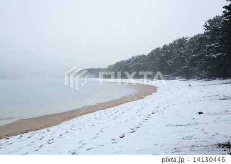 気比の松原 冬景 気比の松原 冬景 14130446