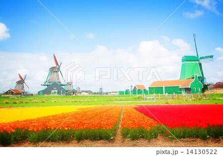 dutch windmills over  flower fields 14130522
