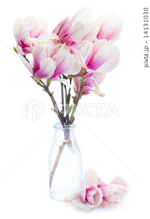 Blossoming pink  magnolia tree Flowers Blossoming pink  magnolia tree Flowers 14131030