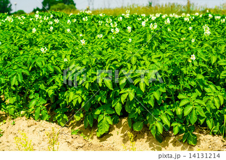 potatos field and sunny summer day potatos field and sunny summer day 14131214