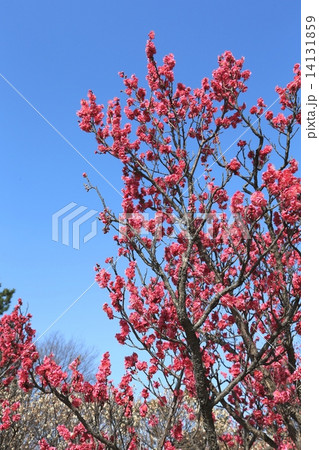 青空と紅梅 青空と紅梅 14131859