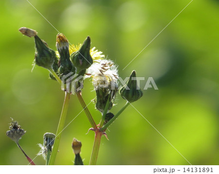 アキノノゲシの花 14131891