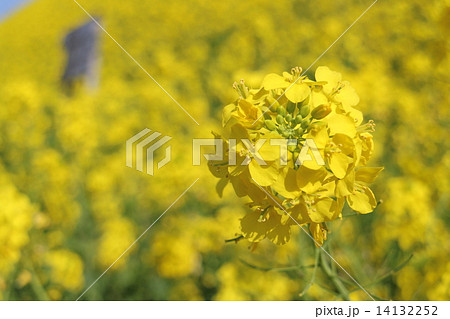 菜の花のアップ 菜の花のアップ 14132252